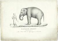 parole-elefante