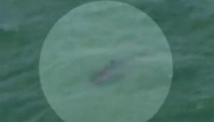 Orrore in Nuova Zelanda: Squalo bianco uccide il regista documentarista Adam Strange – video