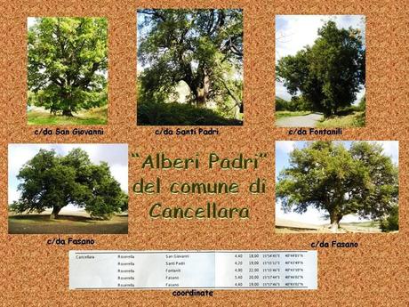 -Alberi Padri- comune di cancellara