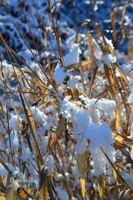 Ode all'inverno che ci sta salutando