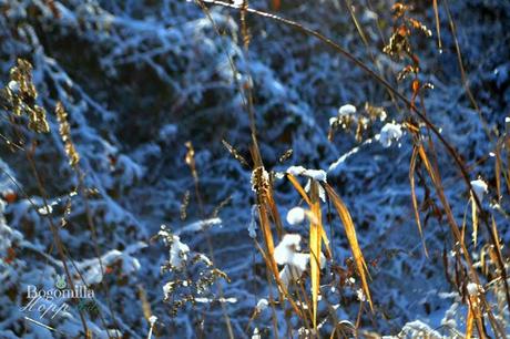 Ode all'inverno che ci sta salutando