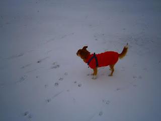 passeggiate nella neve