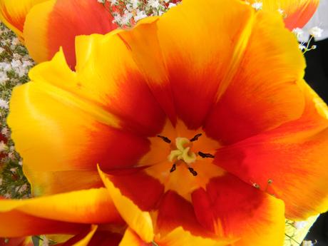 festa della donna, menù giallo arancio