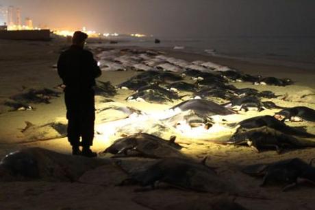 Mahmus Hmas: foto fatta sulla spiaggia di fronte a Gaza