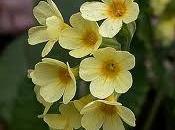 Primula tremula