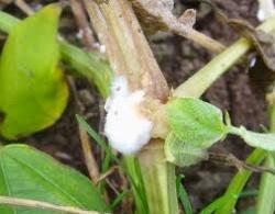 sclerotinia2