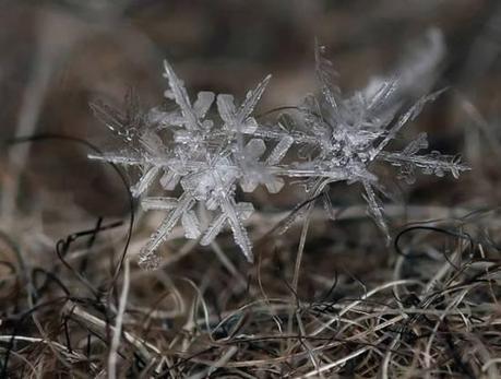 030 L’artistica geometria dei cristalli di neve: di Marco Bizzarri e Paola Pardini