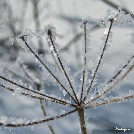 00711 L’artistica geometria dei cristalli di neve: di Marco Bizzarri e Paola Pardini