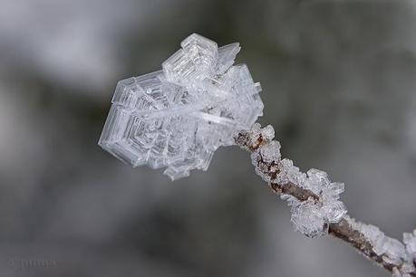 01411 L’artistica geometria dei cristalli di neve: di Marco Bizzarri e Paola Pardini