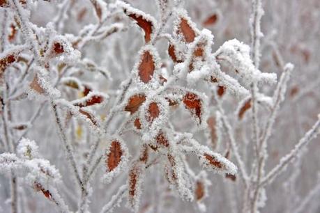 01211 L’artistica geometria dei cristalli di neve: di Marco Bizzarri e Paola Pardini