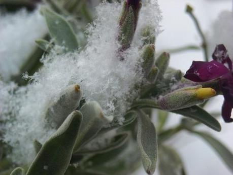 00911 L’artistica geometria dei cristalli di neve: di Marco Bizzarri e Paola Pardini