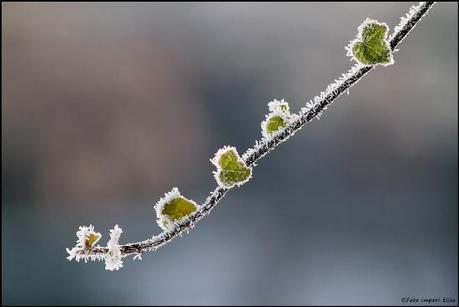 01111 L’artistica geometria dei cristalli di neve: di Marco Bizzarri e Paola Pardini