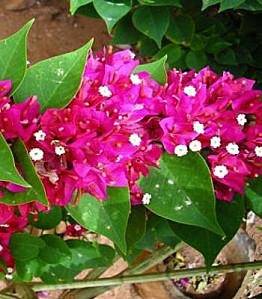 bouganvillea 3