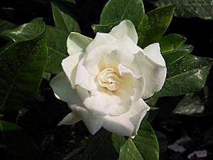 gardenia