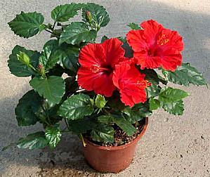 hibiscus rosasinensis