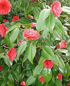 camellia reticulata3