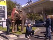 Mascalucia: strano caso marketing? elefante avvistano pompa benzina