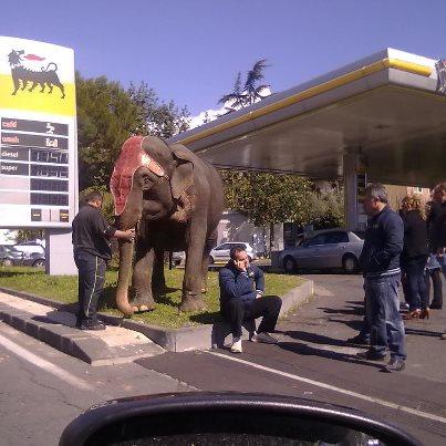 Mascalucia: strano caso di marketing? Un elefante avvistano ad una pompa di benzina 