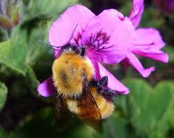 Insetti impollinatori e piante: una coevoluzione elettrizzante!