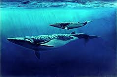 Attività all'aria aperta: Alba sotterranea