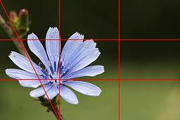 4 la regola dei terzi fiori