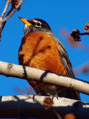 American Robin by Bryce Bradford, on Flickr