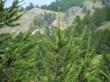 foreste russe bilico