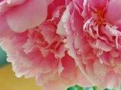 Nothing flourishes peony. Compared her, other...