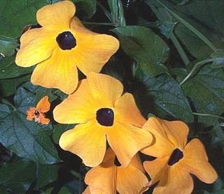 Thunbergia: un rampicante tropicale