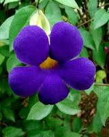 Thunbergia: un rampicante tropicale