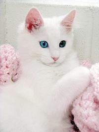 gatto-angora