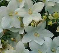 Campanula dai fiori stellati