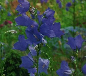 Campanula dai fiori stellati