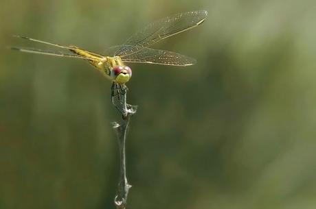 Libellula