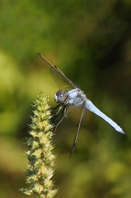 Libellula