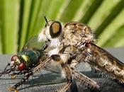 Asilidae