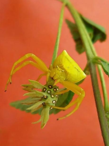 Ragno della famiglia Thomisidae