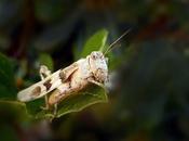 Cavalletta, Locusta Grillo