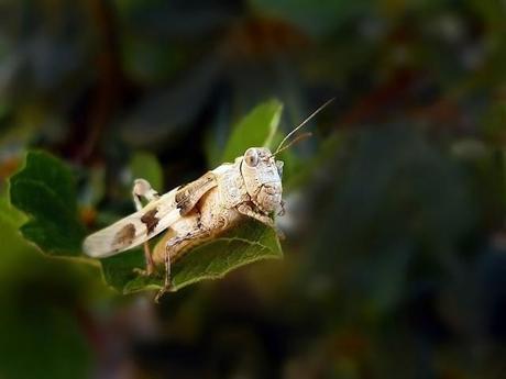 Cavalletta, Locusta e Grillo