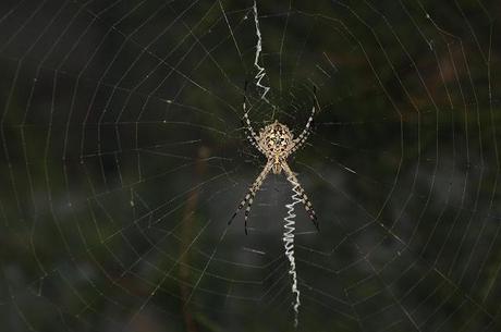 Argiope Ragno