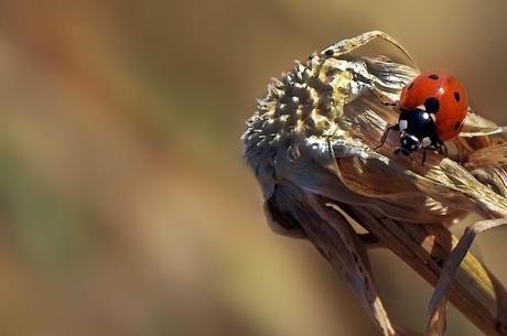 Coccinella