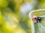 Coccinella
