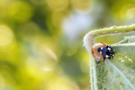 Coccinella