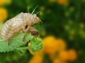 Cicala