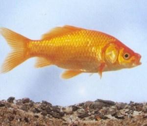 carassius-auratus-oranda