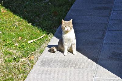 gatti in amore, a Pierino