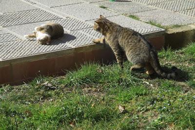 gatti in amore, a Pierino