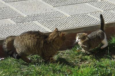 gatti in amore, a Pierino