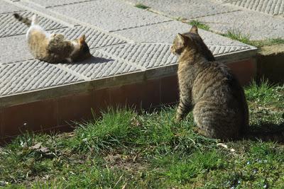 gatti in amore, a Pierino