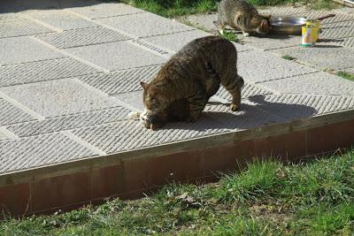 gatti in amore, a Pierino